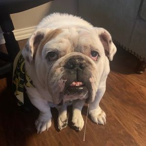 Meet your Posher, David